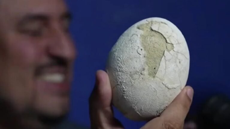 عمرها-70-مليون-سنة-اكتشاف-بيضة-ديناصور-محفوظة-جيدا-ربما.jpg