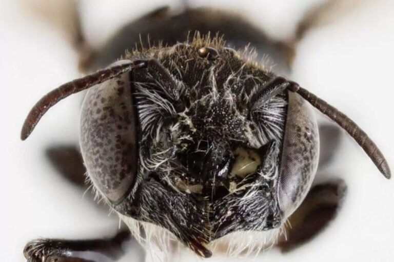 اكتشاف-نوع-جديد-من-النحل-بـقرون-شيطانية.jpg