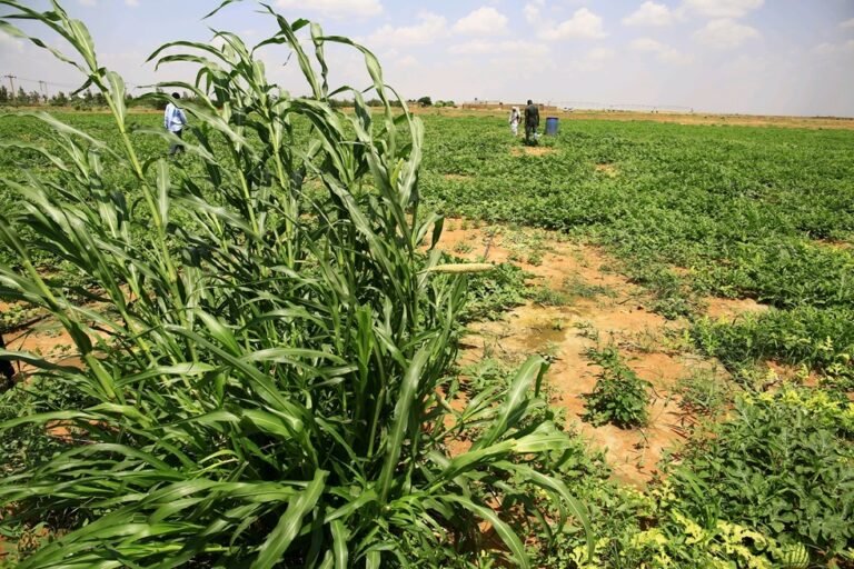 السودان-تقلص-المساحات-المزروعة-وانهيار-حاد-في-القطاع-بسبب-الحرب.jpg