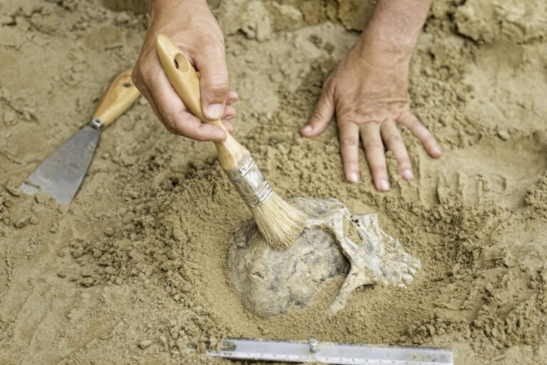 إعادة-بناء-وجه-إنسان-عمره-16-مليون-سنة-يكشف-أسرارا.jpg