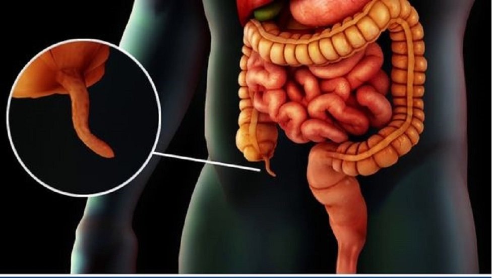 اكتشاف-وظائف-خفية-للزائدة-الدودية-وتأثيرها-على-صحة-الجسم.jpeg
