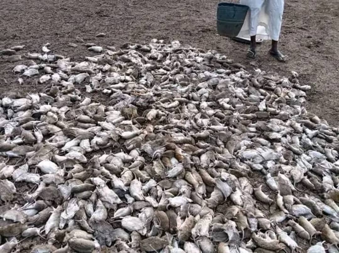 ظاهرة-بيئية-مقلقة-تمتد-عبر-ولايات-السودان.jpg
