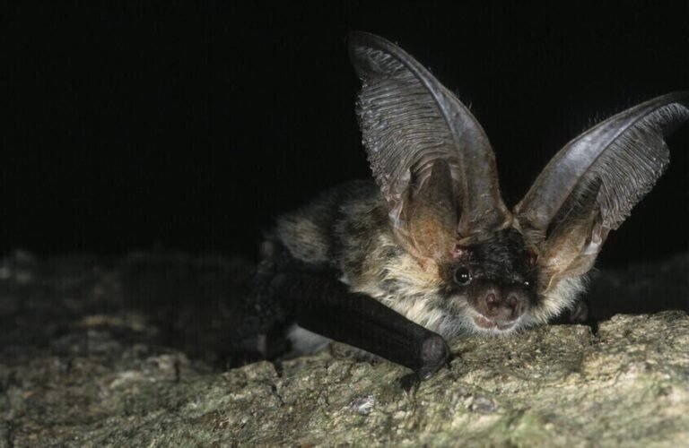 بعد-رصد-حيوانات-تفترس-خفافيش-مصابة-مخاوف-من-انتقال-فيروس.jpg