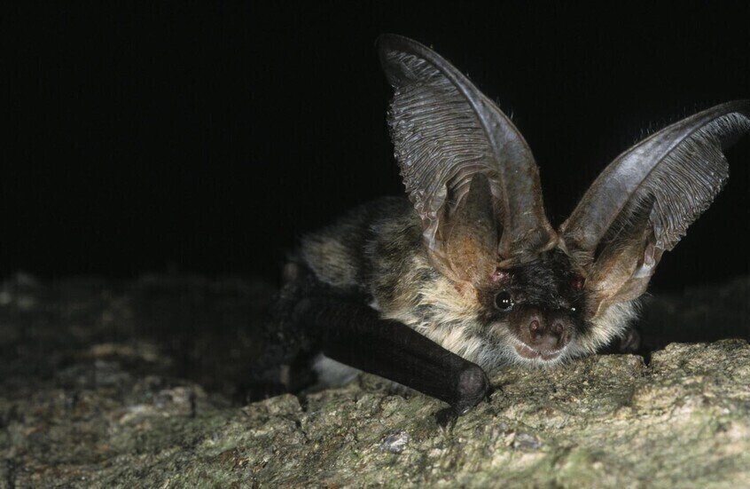 بعد-رصد-حيوانات-تفترس-خفافيش-مصابة-مخاوف-من-انتقال-فيروس.jpg