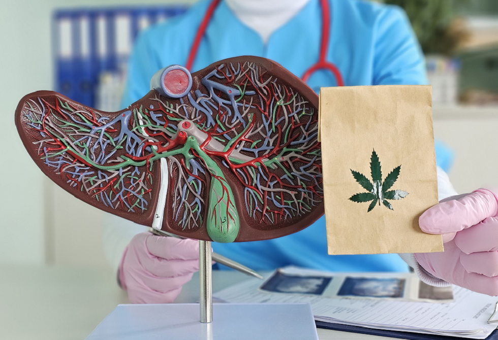 القنب-قد-يكون-مفتاحا-لعلاج-مرض-الكبد-الدهني.PNG