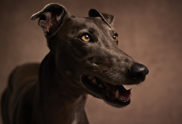 أسباب-صحية-خفية-وراء-عدوانية-الكلاب.PNG