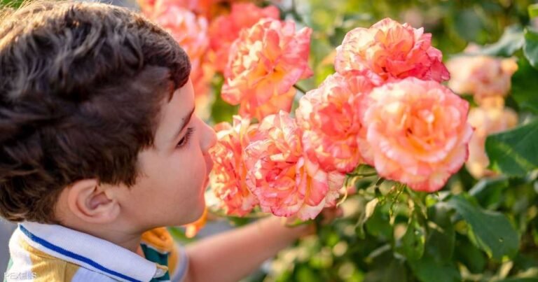 أنفك-تكشف-صحة-دماغك-دراسة-تثير-الاهتمام.jpeg