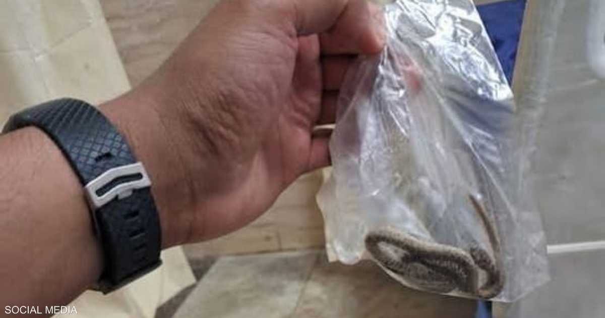 تصرف-غريب-من-مصاب-يفتح-ملف-لدغات-الأفاعي-في-مصر.jpeg