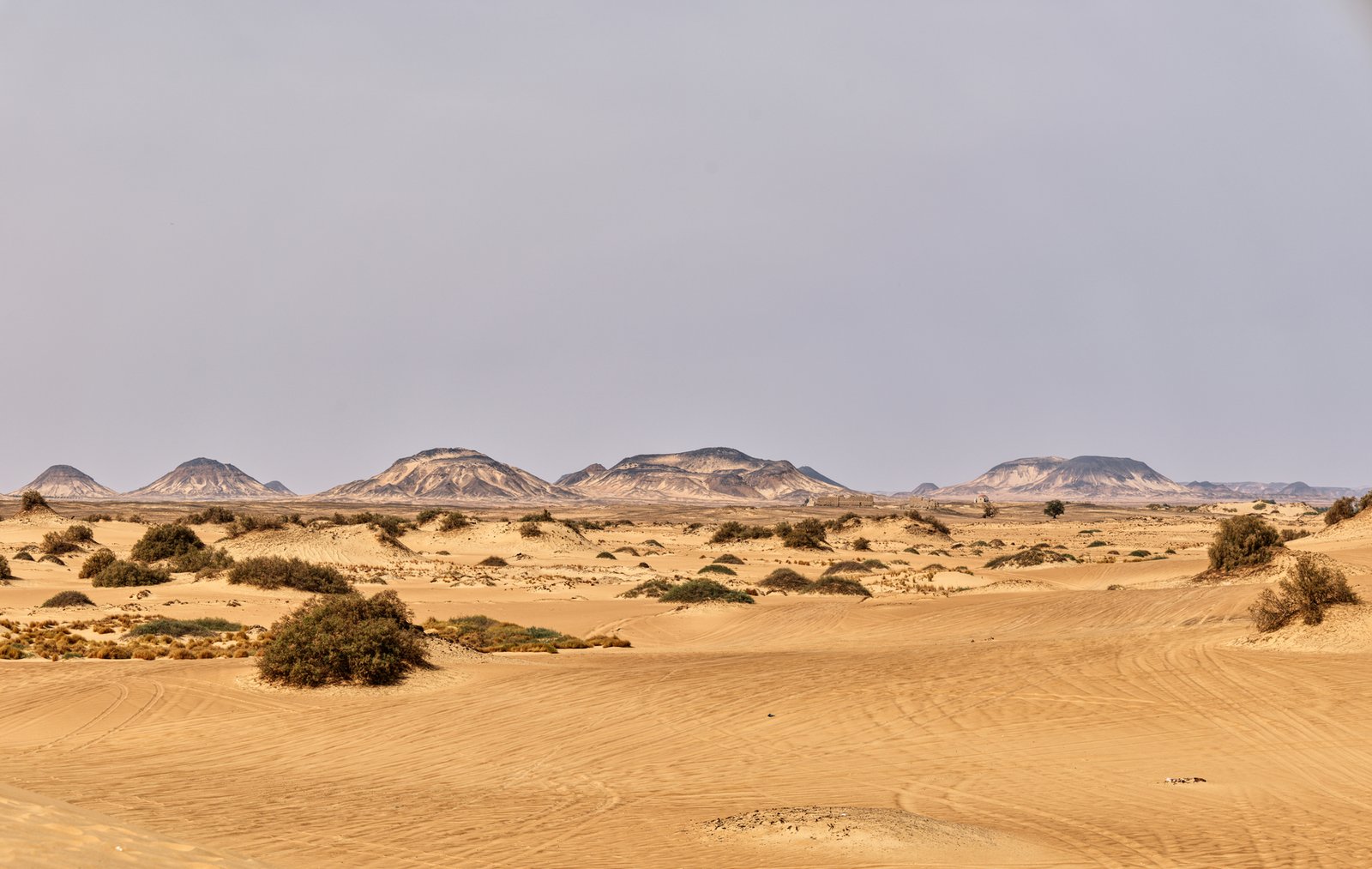 علماء-يكشفون-عالما-بحريا-مفقودا-تحت-صحراء-مصر.jpg