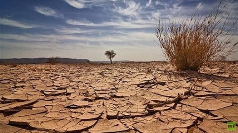 ليبيا-تفقد-390-هكتارا-من-الغطاء-الشجري-خلال-25-عاما.jpg