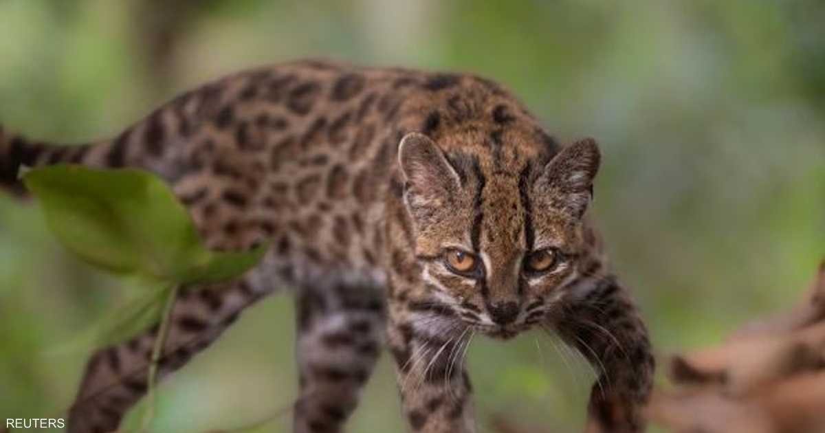 اكتشاف-نوع-جديد-من-القطط-في-بوليفيا-بعد-أكثر-من.jpg