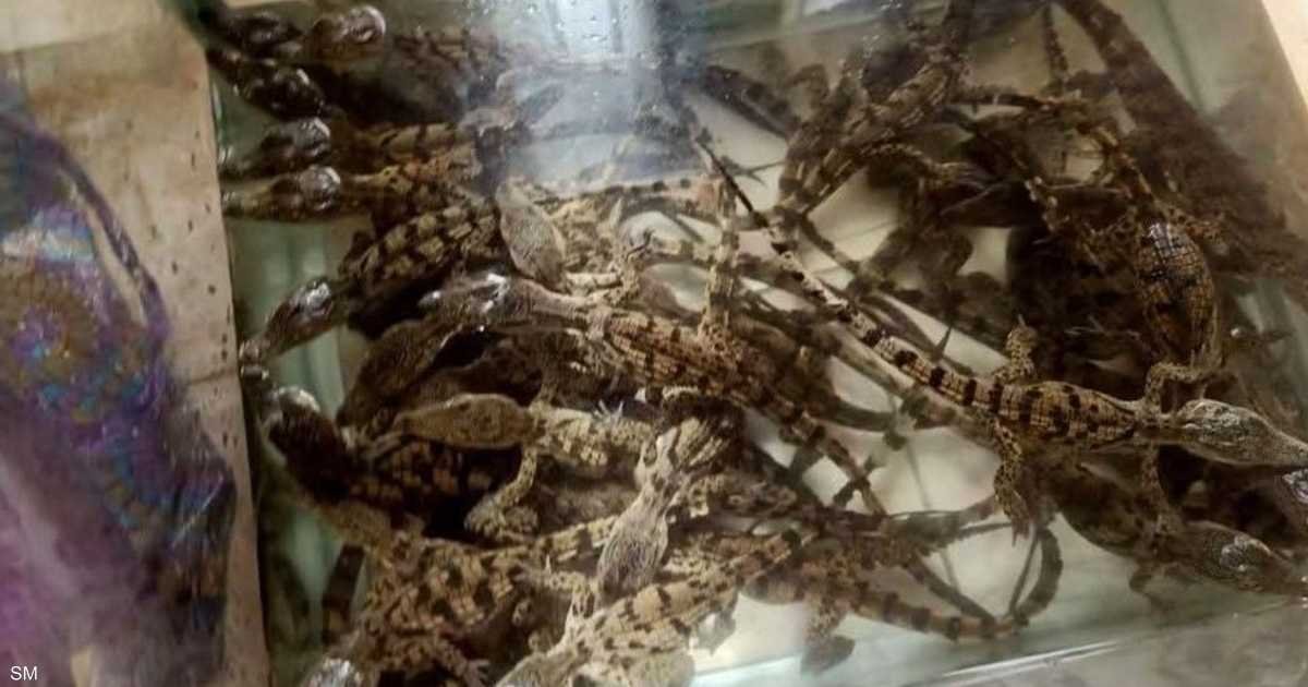 30-تمساحا-على-متن-قطار-في-مصر-ما-القصة؟.jpg