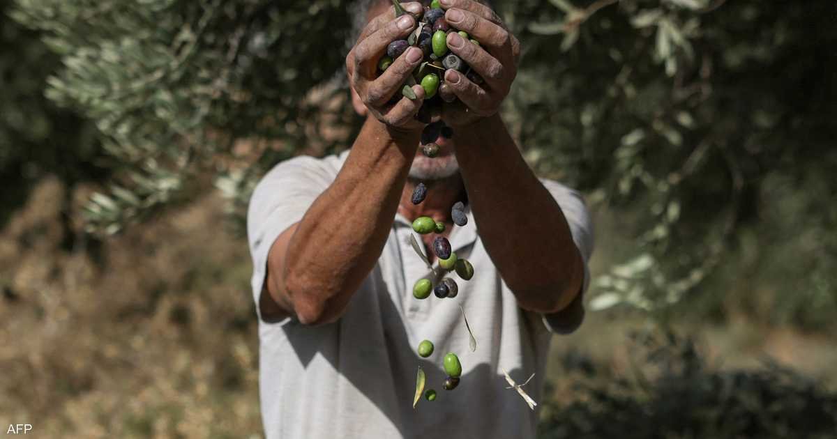 الذهب-الأخضر-في-دائرة-الخطر-ماذا-يحدث-لزيتون-الضفة؟.jpg